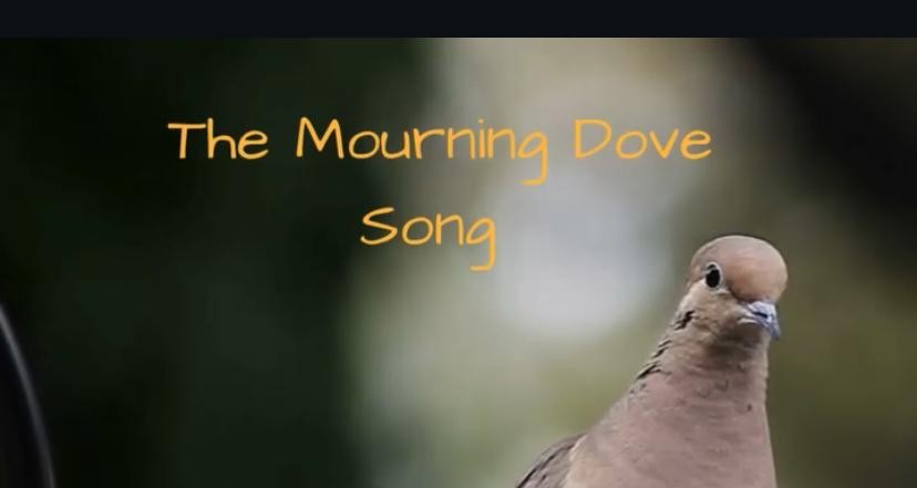 Mourning Dove