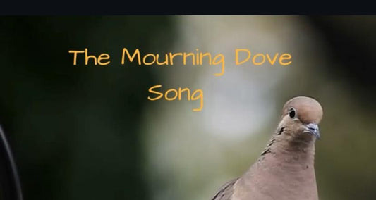 Mourning Dove